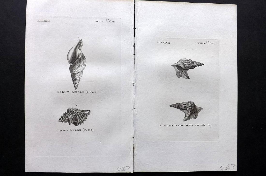 Pennant, Thomas 1812 Pair of Shell Prints (1 of 2)