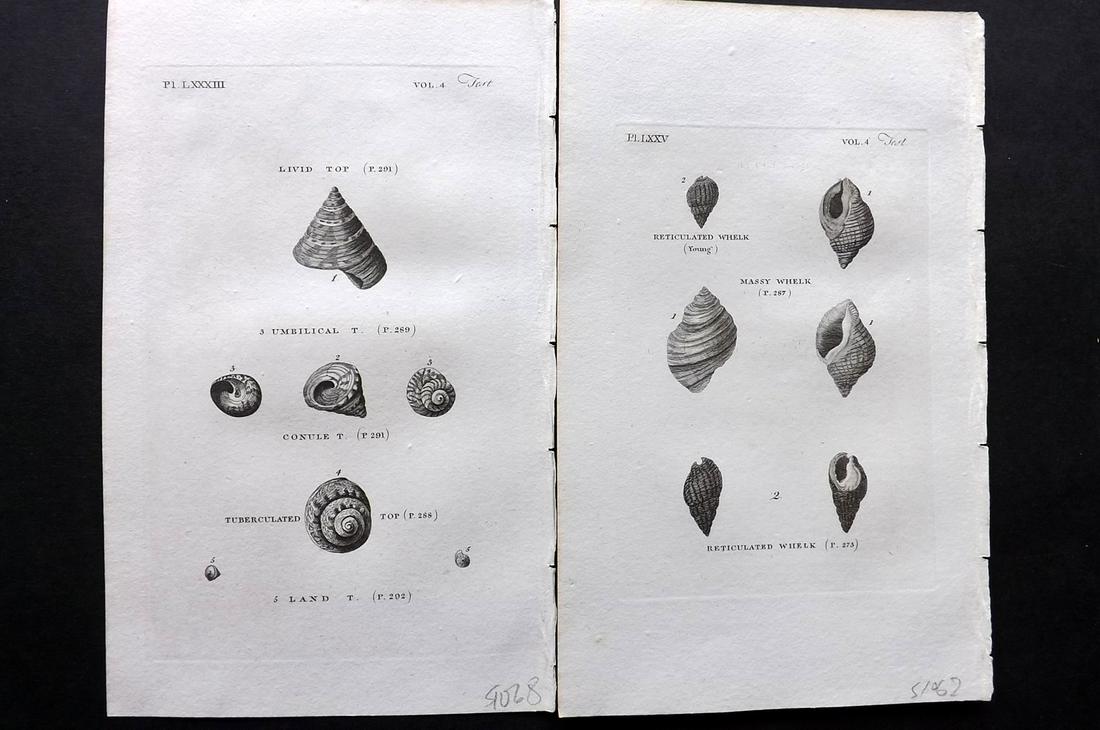 Pennant, Thomas 1812 Pair of Shell Prints (1 of 2)