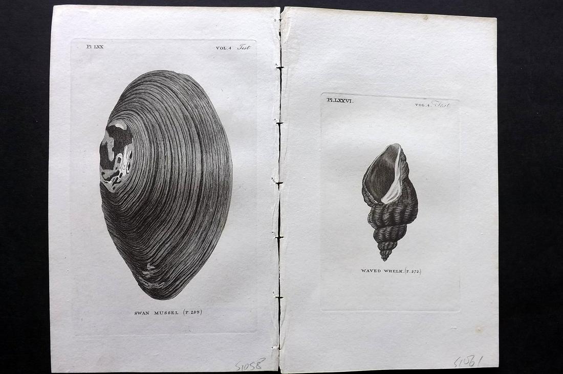 Pennant, Thomas 1812 Pair of Shell Prints (1 of 2)