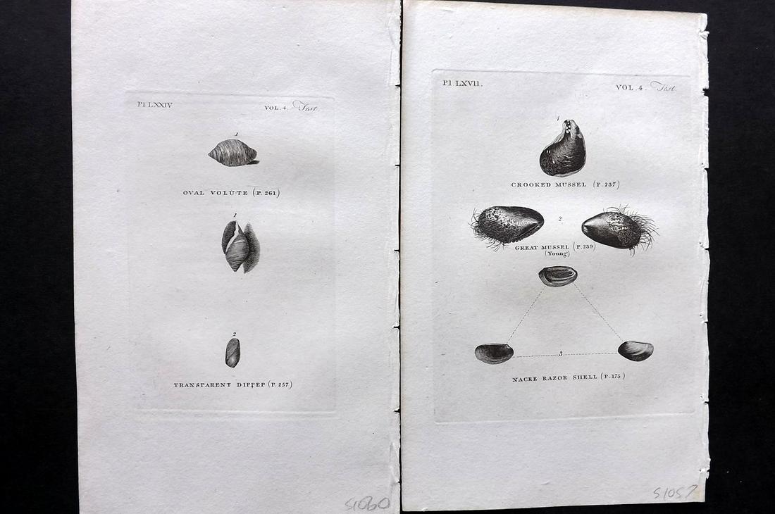 Pennant, Thomas 1812 Pair of Shell Prints (1 of 2)
