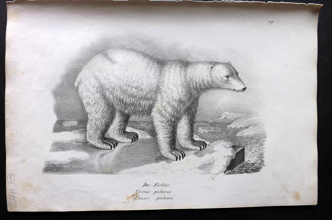 Schinz & Brodtmann 1827 Folio Print. Polar Bear: Folio Lithograph Published Zurich 1827 for "Naturhistorische Abbildungen der Saeugethiere" by Heinrich Rudolph Schinz. Lithographed by Karl Joseph Brodtmann. Paper Size: 13 x 9.5 inch (33 x 24cm) Very