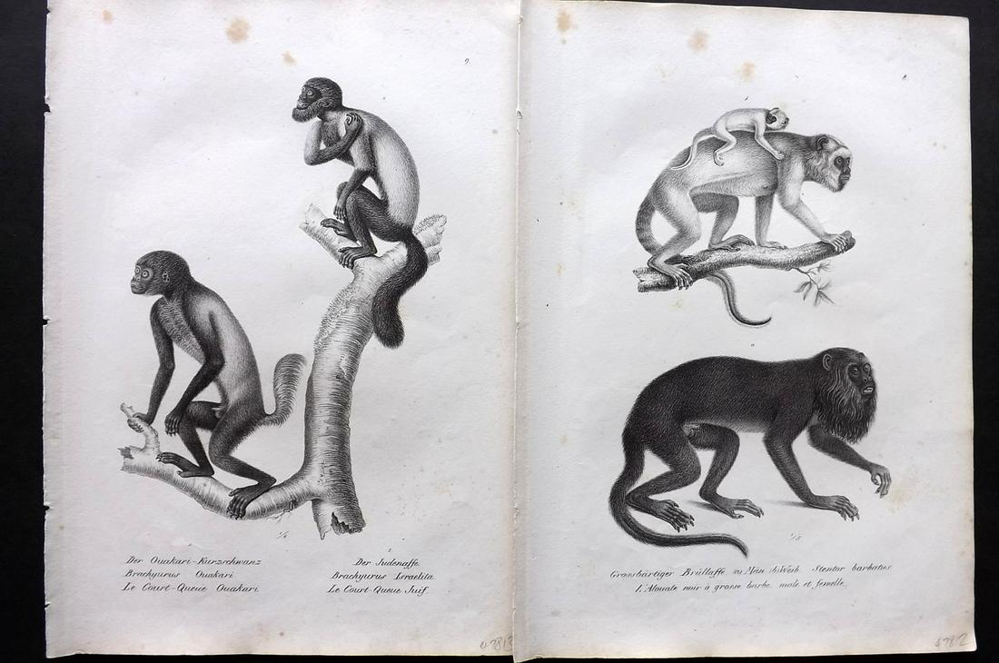 Schinz & Brodtmann 1827 Pair of Monkey Prints: Folio Lithographs Published Zurich 1827 for "Naturhistorische Abbildungen der Saeugethiere" by Heinrich Rudolph Schinz. Lithographed by Karl Joseph Brodtmann. Paper Size: 13 x 9.5 inch (33 x 24cm) A c