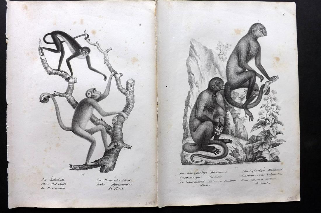 Schinz & Brodtmann 1827 Pair of Monkey Prints: Folio Lithographs Published Zurich 1827 for "Naturhistorische Abbildungen der Saeugethiere" by Heinrich Rudolph Schinz. Lithographed by Karl Joseph Brodtmann. Paper Size: 13 x 9.5 inch (33 x 24cm) A c
