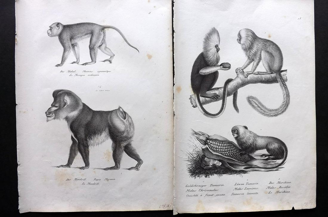 Schinz & Brodtmann 1827 Pair of Monkey Prints: Folio Lithographs Published Zurich 1827 for "Naturhistorische Abbildungen der Saeugethiere" by Heinrich Rudolph Schinz. Lithographed by Karl Joseph Brodtmann. Paper Size: 13 x 9.5 inch (33 x 24cm) A c