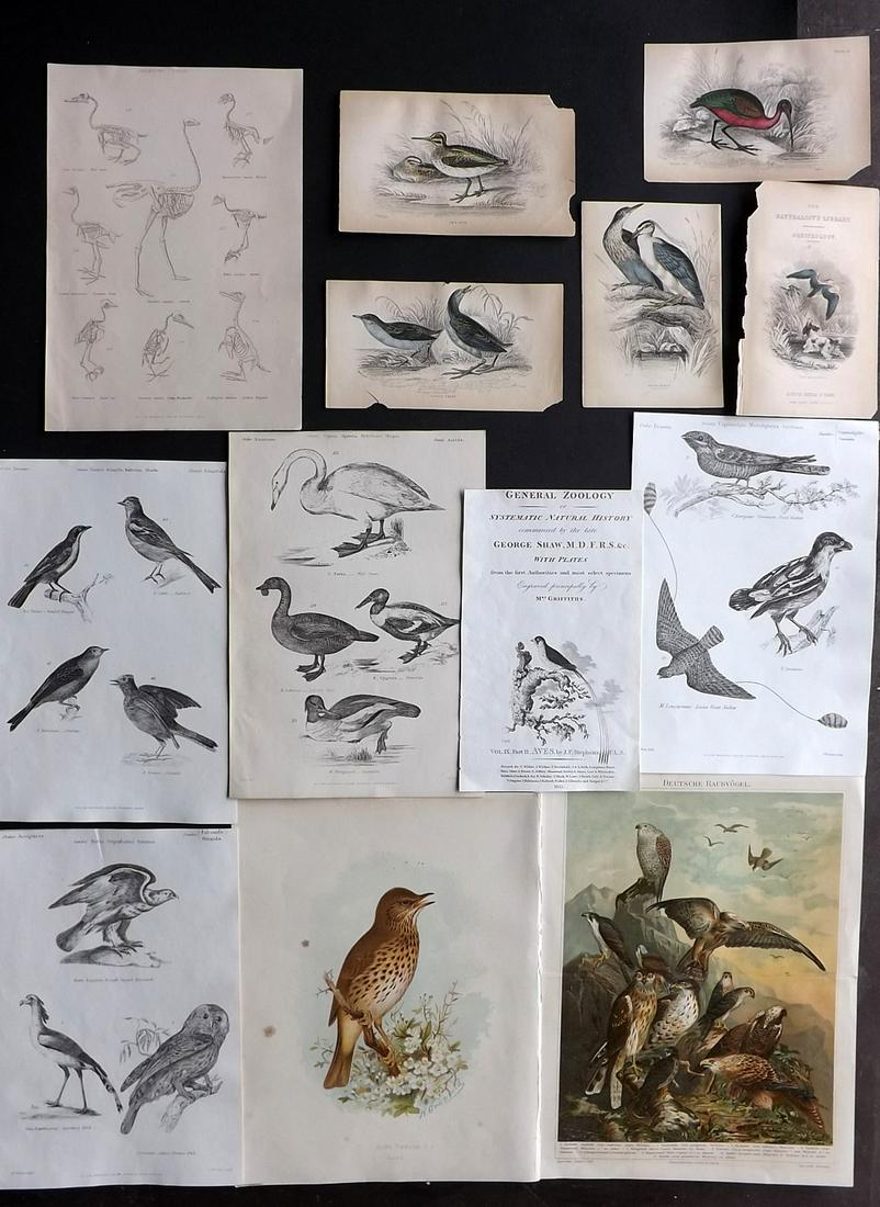 Birds 19th Cent. Mixed Lot of 13 Prints (1 of 2)