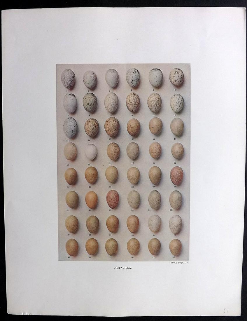 Dresser, Henry 1910 Rare Folio Bird Egg Print Motacilla (1 of 2)