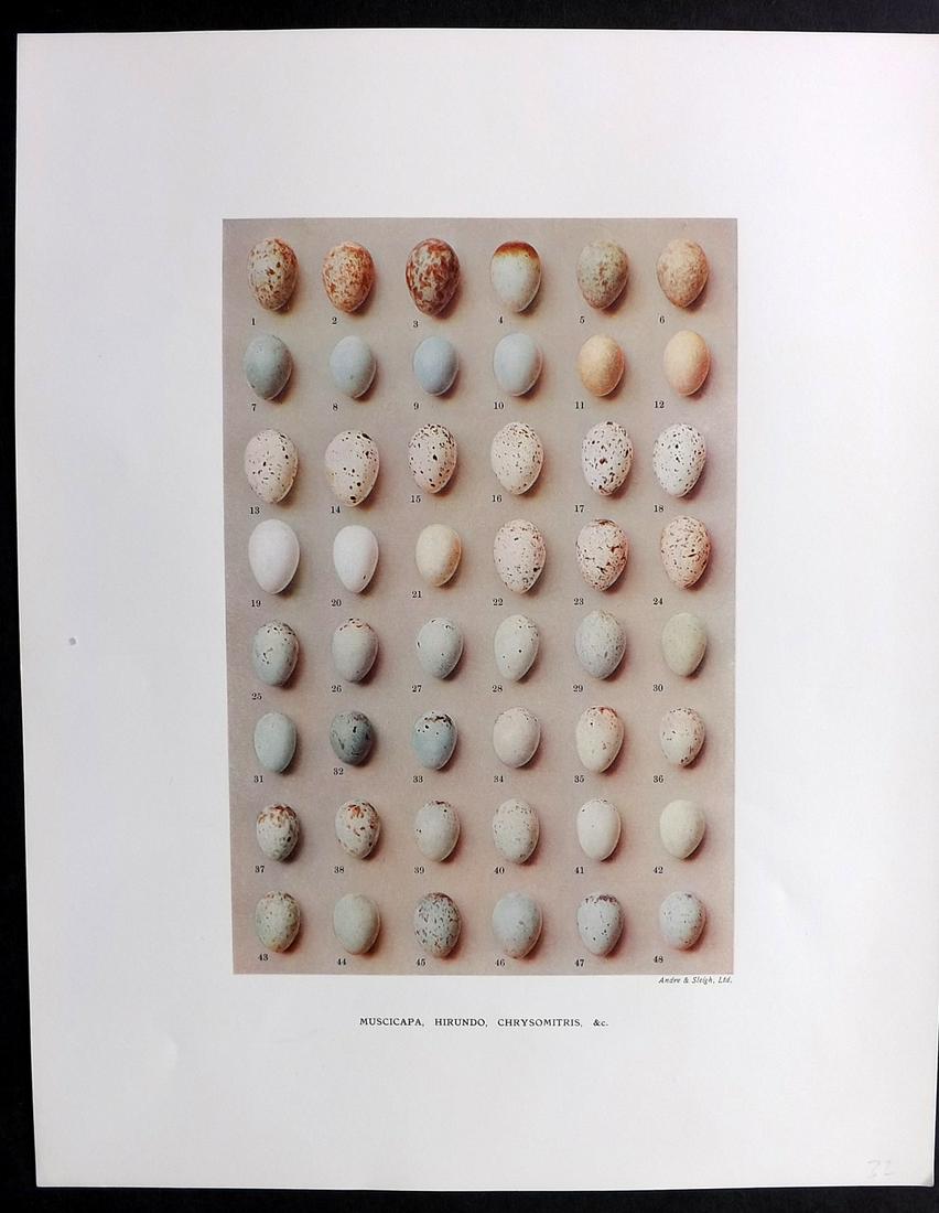 Dresser, Henry 1910 Rare Folio Bird Egg Print Muscicapa (1 of 2)