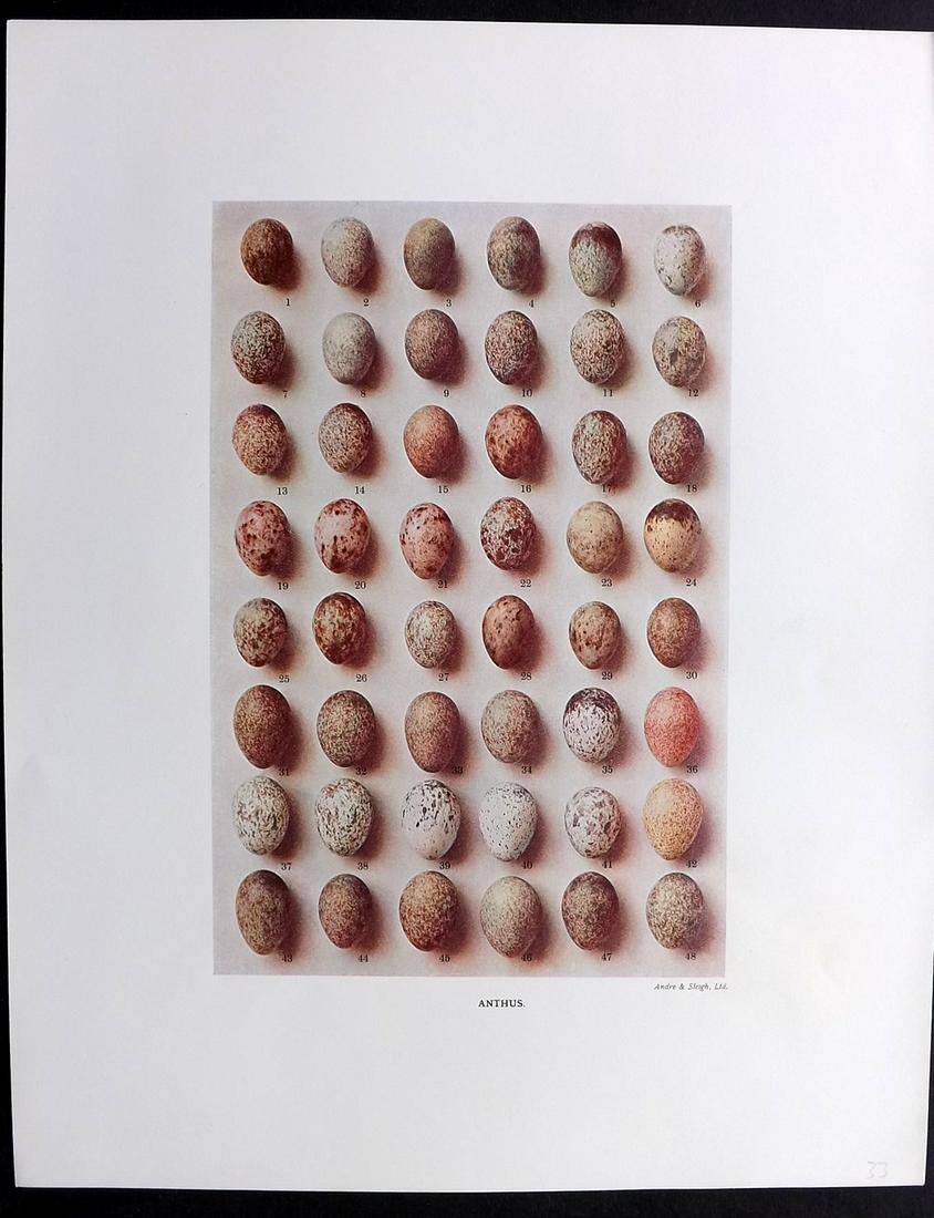 Dresser, Henry 1910 Rare Folio Bird Egg Print. Anthus (1 of 2)
