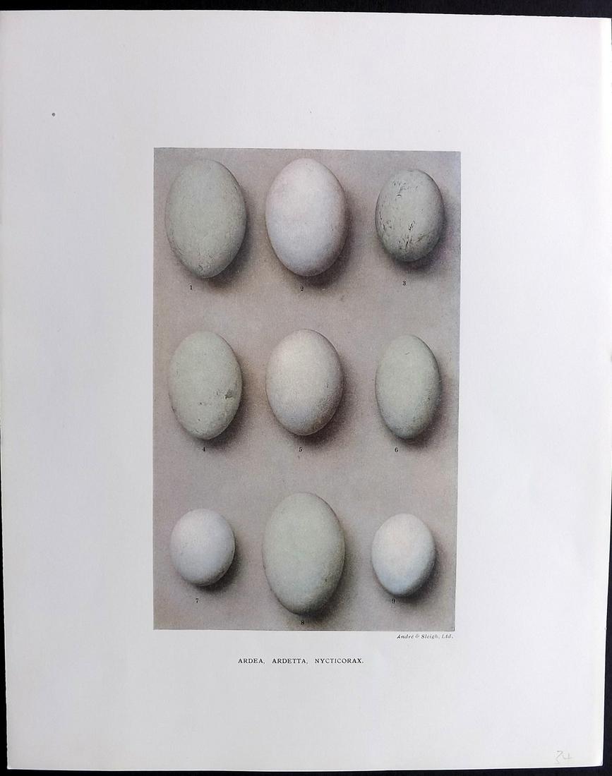 Dresser, Henry 1910 Rare Folio Bird Egg Print. Ardea (1 of 2)