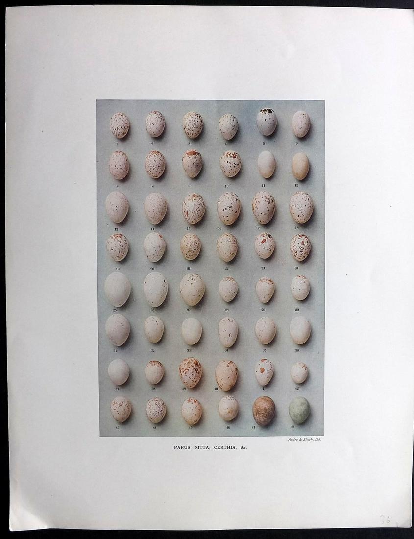 Dresser, Henry 1910 Rare Folio Bird Egg Print. Parus (1 of 2)