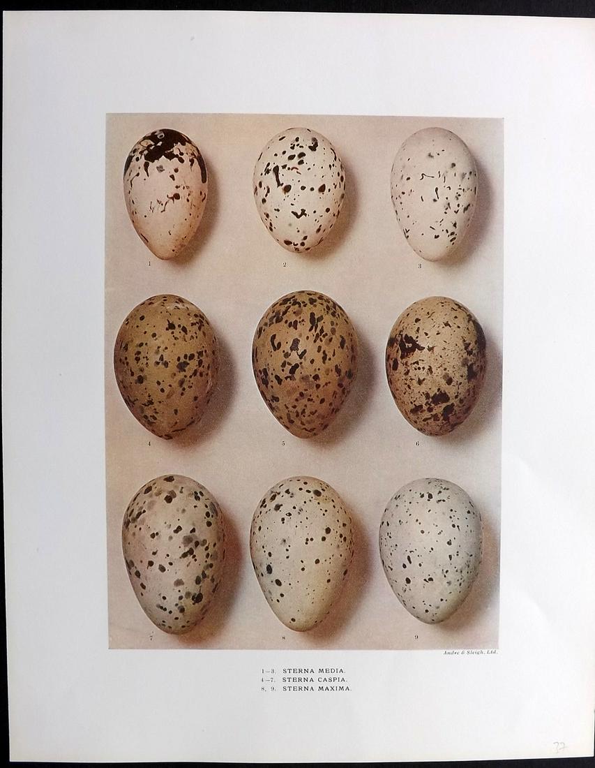 Dresser, Henry 1910 Rare Folio Bird Egg Print. Sterna (1 of 2)
