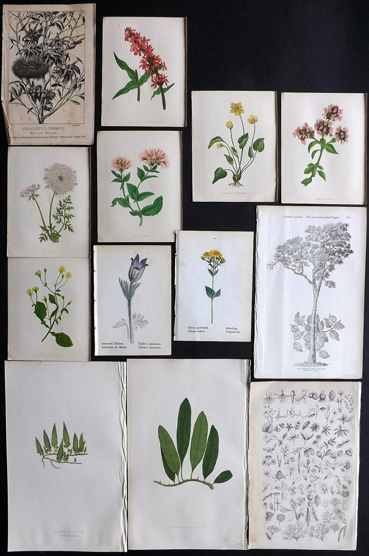 Botanical Prints 19th Cent. Mixed Lot of 12 (1 of 2)