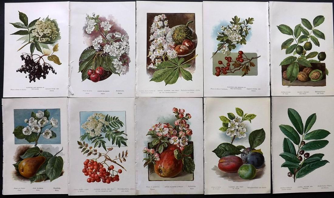 Boulger, George 1888 Lot of 10 Fruit Prints. 1st Ed. (1 of 2)