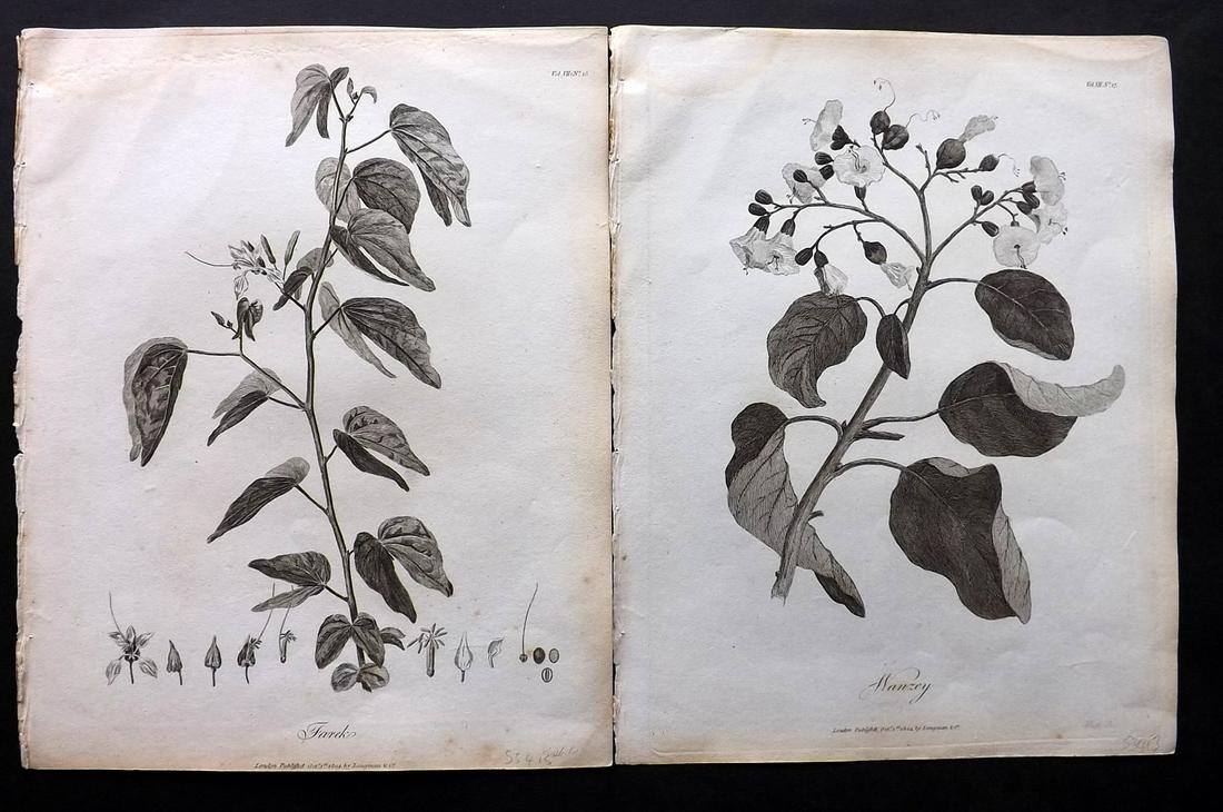 Bruce, James 1813 Pair of Botanical Prints: Copper Plates Published 1813, Edinburgh for "Travels to discover the source of the Nile" by James Bruce. Paper Size: 12 x 9.5 inch (30 x 24cm) Some toning and margin water staining, images fine