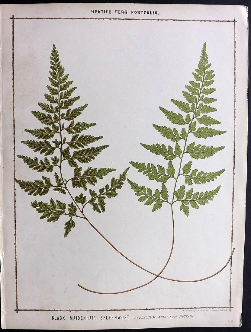 Heath, Francis 1885 Large Fern Print. Black Maidenhair (1 of 2)