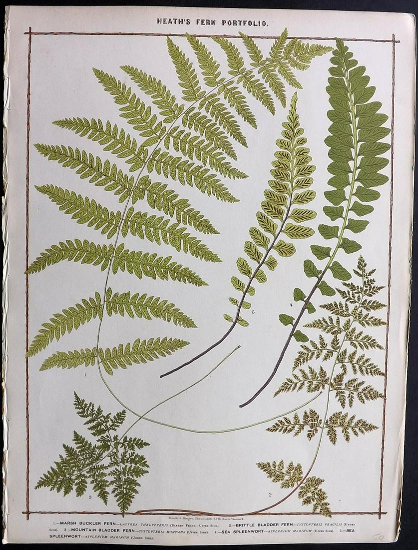 Heath, Francis 1885 Large Fern Print. Bladder Fern (1 of 2)