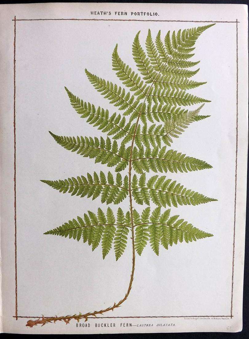 Heath, Francis 1885 Large Fern Print. Broad Buckler (1 of 2)