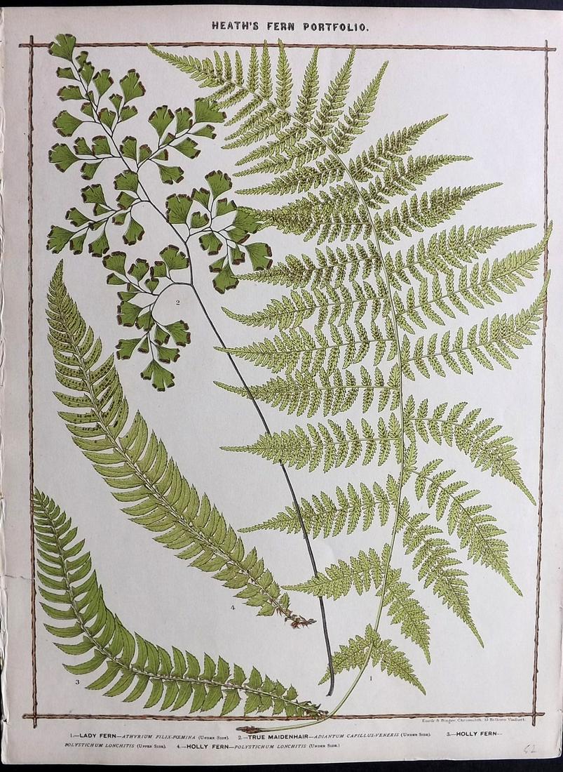 Heath, Francis 1885 Large Fern Print. Maidenhair etc (1 of 2)