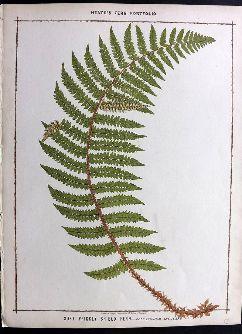 Heath, Francis 1885 Large Fern Print. Soft Prickly (1 of 2)