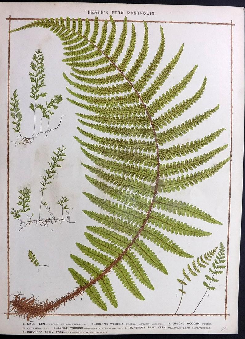 Heath, Francis 1885 Large Fern Print. Woodsia (1 of 2)