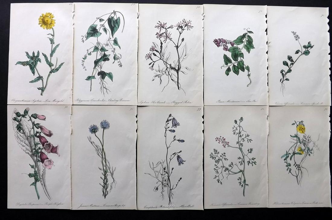 Hogg & Johnson C1870 Lot of 10 HCol Botanical Prints: Hand Coloured Lithographs Published 1863-1880, London for "The Wild Flowers of Great Britain" by Robert Hogg & George W. Johnson. Paper Size: 9 x 5.5 inch (23 x 14cm) Good Condition