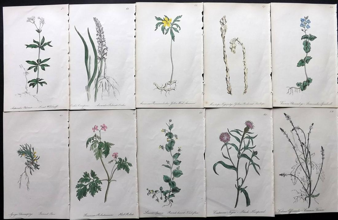 Hogg & Johnson C1870 Lot of 10 HCol Botanical Prints: Hand Coloured Lithographs Published 1863-1880, London for "The Wild Flowers of Great Britain" by Robert Hogg & George W. Johnson. Paper Size: 9 x 5.5 inch (23 x 14cm) Good Condition