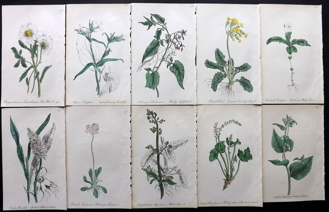 Hogg & Johnson C1870 Lot of 10 HCol Botanical Prints (1 of 2)