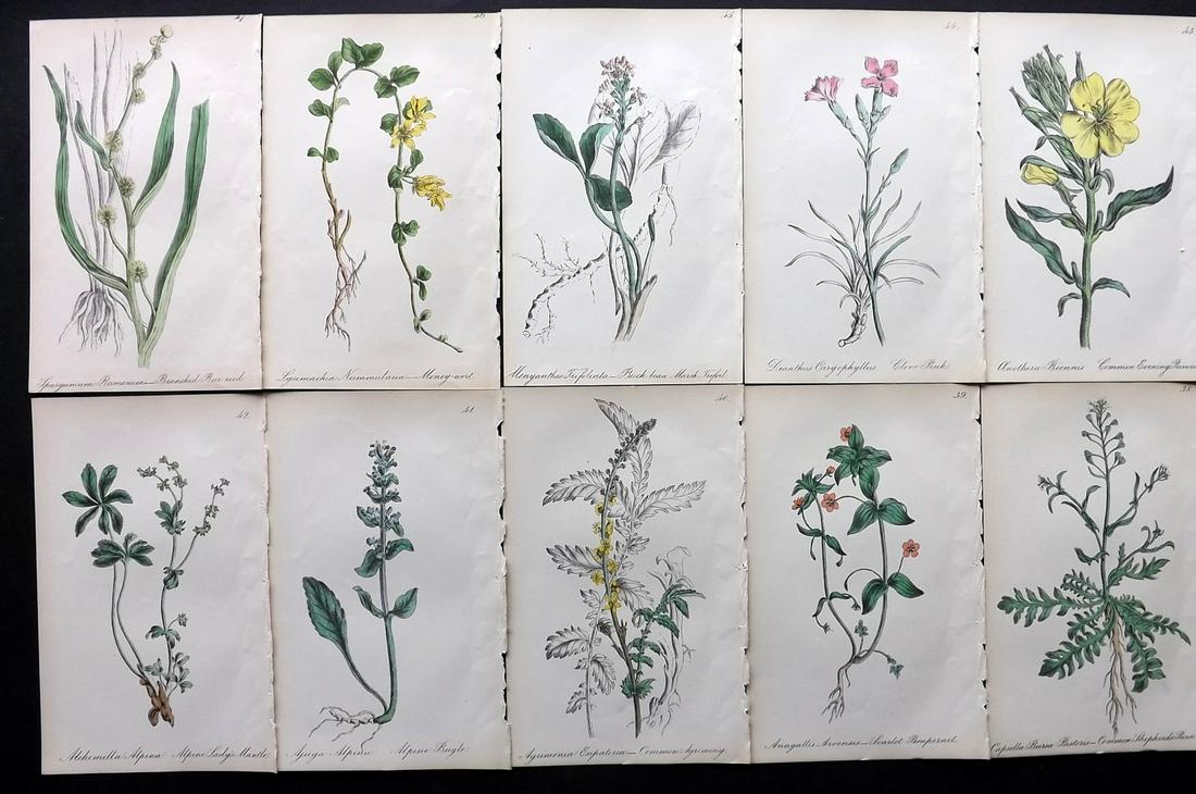 Hogg & Johnson C1870 Lot of 10 HCol Botanical Prints: Hand Coloured Lithographs Published 1863-1880, London for "The Wild Flowers of Great Britain" by Robert Hogg & George W. Johnson. Paper Size: 9 x 5.5 inch (23 x 14cm) Good Condition