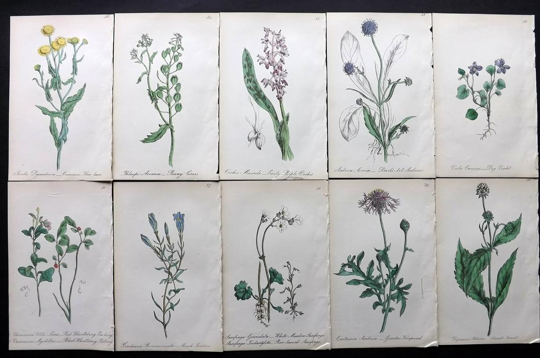 Hogg & Johnson C1870 Lot of 10 HCol Botanical Prints: Hand Coloured Lithographs Published 1863-1880, London for "The Wild Flowers of Great Britain" by Robert Hogg & George W. Johnson. Paper Size: 9 x 5.5 inch (23 x 14cm) Good Condition