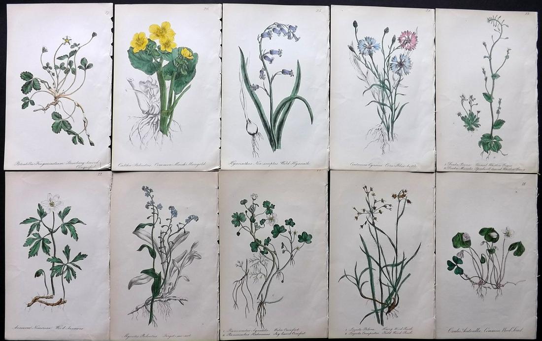 Hogg & Johnson C1870 Lot of 10 HCol Botanical Prints: Hand Coloured Lithographs Published 1863-1880, London for "The Wild Flowers of Great Britain" by Robert Hogg & George W. Johnson. Paper Size: 9 x 5.5 inch (23 x 14cm) Good Condition