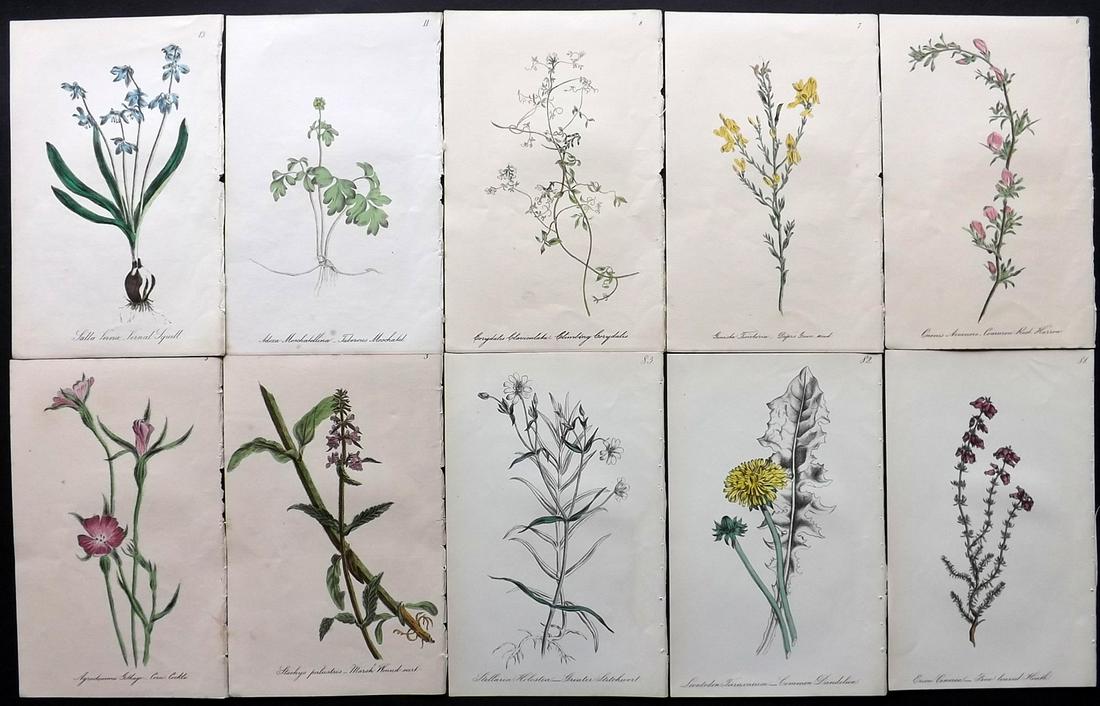 Hogg & Johnson C1870 Lot of 10 HCol Botanical Prints: Hand Coloured Lithographs Published 1863-1880, London for "The Wild Flowers of Great Britain" by Robert Hogg & George W. Johnson. Paper Size: 9 x 5.5 inch (23 x 14cm) Good Condition
