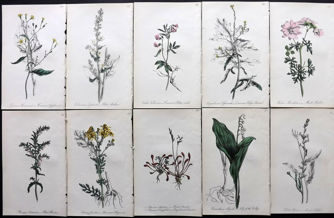 Hogg & Johnson C1870 Lot of 10 HCol Botanical Prints: Hand Coloured Lithographs Published 1863-1880, London for "The Wild Flowers of Great Britain" by Robert Hogg & George W. Johnson. Paper Size: 9 x 5.5 inch (23 x 14cm) Good Condition