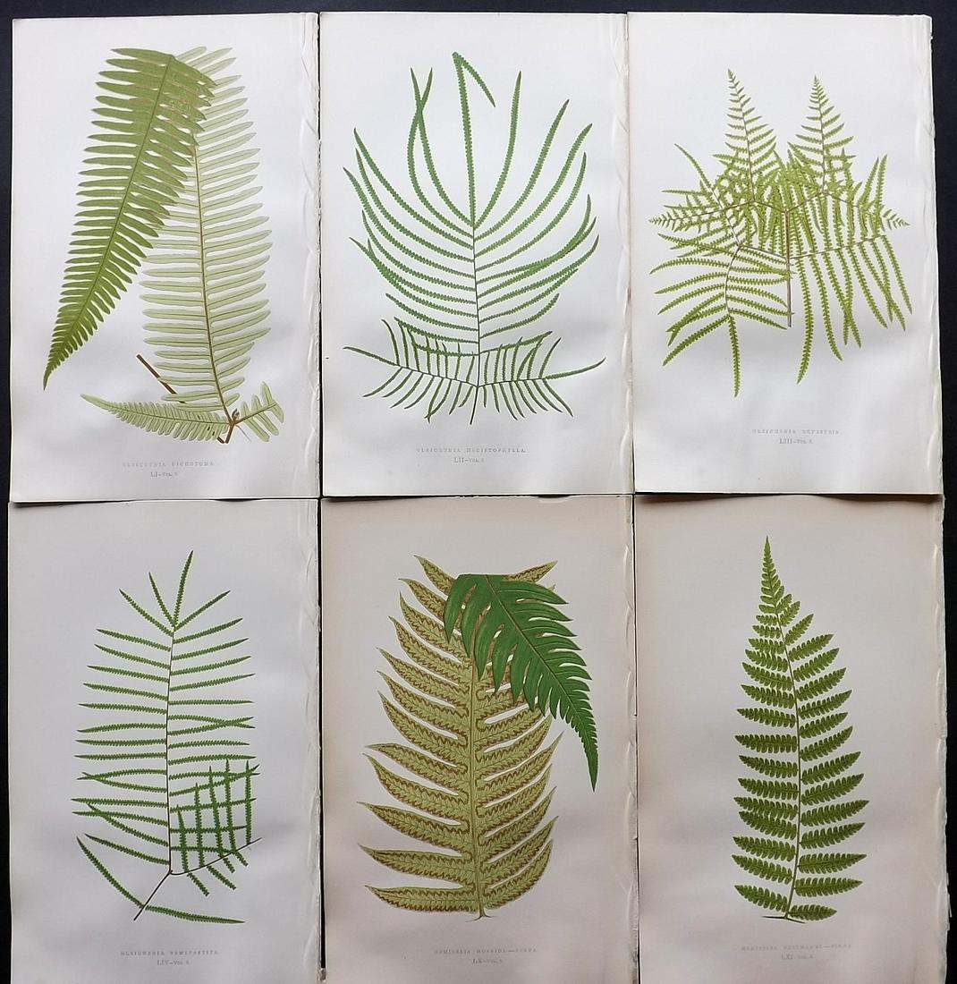 Lowe, Edward 1857 Lot of 6 Antique Fern Prints: Woodblocks Published 1856-62 by Groombridge and Sons, London for "Ferns: British and Exotic" by Edward Lowe. Illustrated by A.F. Lydon. Printed by Benjamin Fawcett. Paper Size: 10 x 6 inch (25 x 15cm)