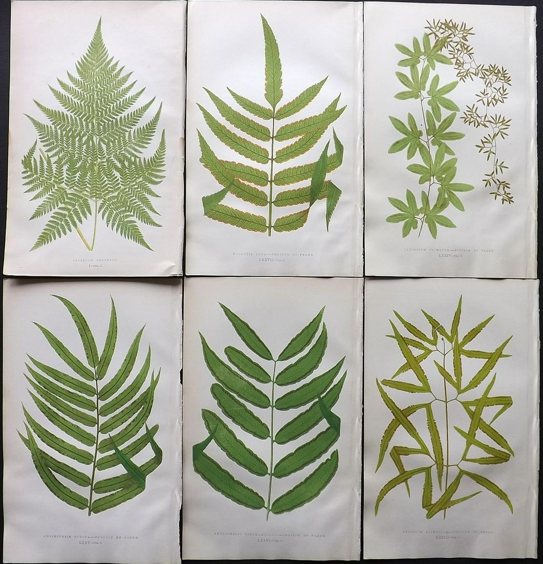 Lowe, Edward 1857 Lot of 6 Antique Fern Prints: Woodblocks Published 1856-62 by Groombridge and Sons, London for "Ferns: British and Exotic" by Edward Lowe. Illustrated by A.F. Lydon. Printed by Benjamin Fawcett. Paper Size: 10 x 6 inch (25 x 15cm)