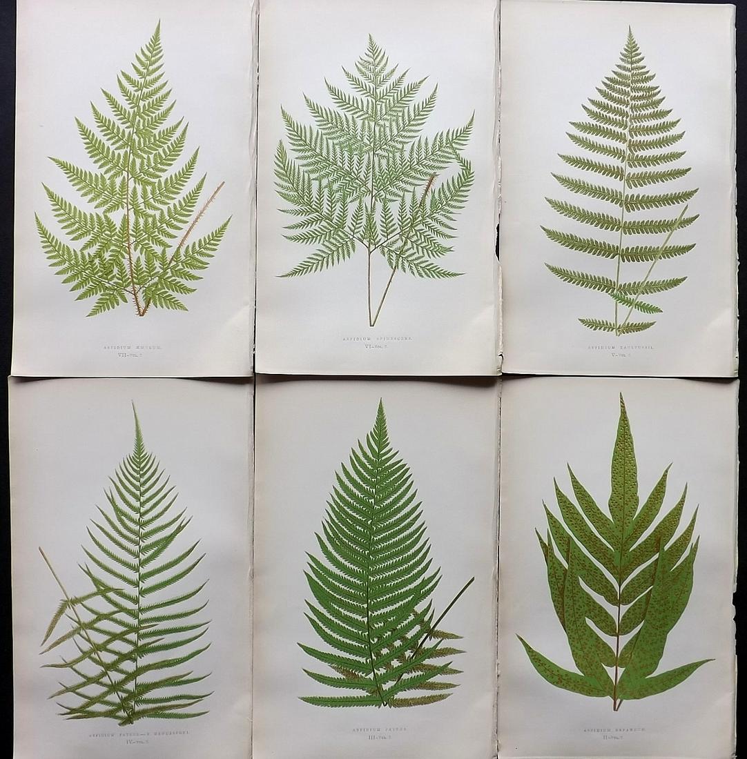 Lowe, Edward 1857 Lot of 6 Antique Fern Prints: Woodblocks Published 1856-62 by Groombridge and Sons, London for "Ferns: British and Exotic" by Edward Lowe. Illustrated by A.F. Lydon. Printed by Benjamin Fawcett. Paper Size: 10 x 6 inch (25 x 15cm)