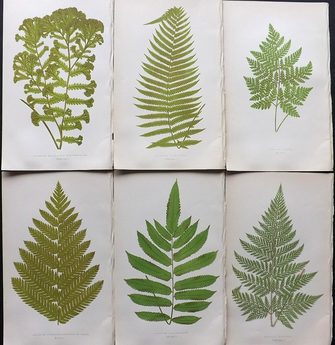 Lowe, Edward 1857 Lot of 6 Antique Fern Prints: Woodblocks Published 1856-62 by Groombridge and Sons, London for "Ferns: British and Exotic" by Edward Lowe. Illustrated by A.F. Lydon. Printed by Benjamin Fawcett. Paper Size: 10 x 6 inch (25 x 15cm)