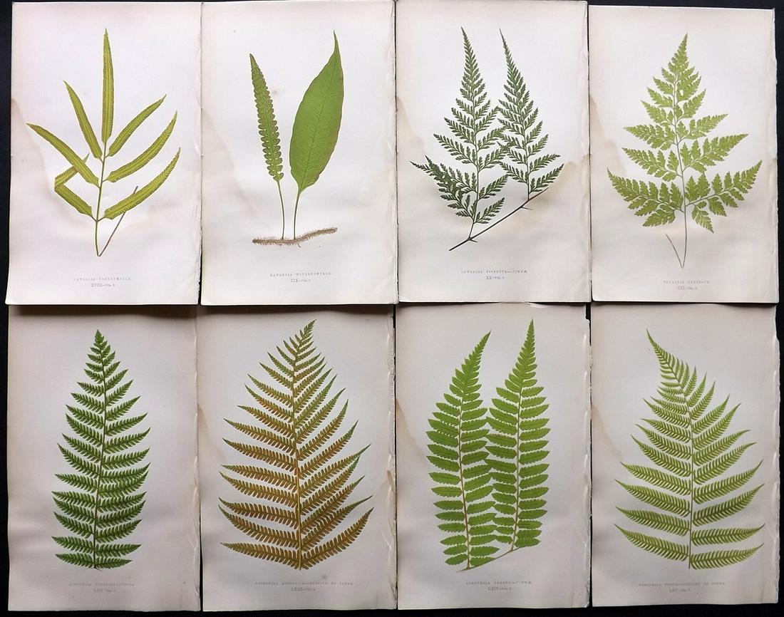 Lowe, Edward 1857 Lot of 8 Antique Fern Prints: Woodblocks Published 1856-62 by Groombridge and Sons, London for "Ferns: British and Exotic" by Edward Lowe. Illustrated by A.F. Lydon. Printed by Benjamin Fawcett. Paper Size: 10 x 6 inch (25 x 15cm)