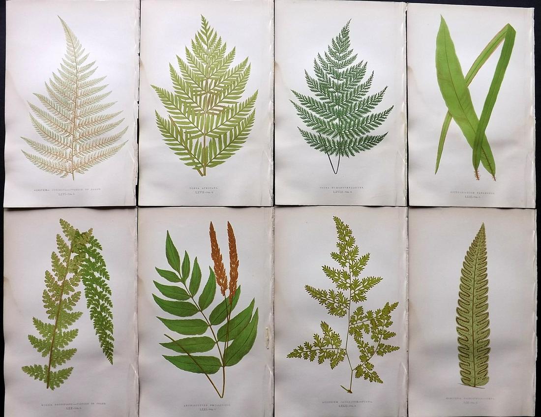 Lowe, Edward 1857 Lot of 8 Antique Fern Prints: Woodblocks Published 1856-62 by Groombridge and Sons, London for "Ferns: British and Exotic" by Edward Lowe. Illustrated by A.F. Lydon. Printed by Benjamin Fawcett. Paper Size: 10 x 6 inch (25 x 15cm)