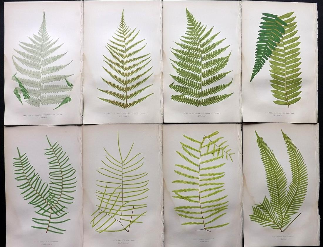 Lowe, Edward 1857 Lot of 8 Antique Fern Prints: Woodblocks Published 1856-62 by Groombridge and Sons, London for "Ferns: British and Exotic" by Edward Lowe. Illustrated by A.F. Lydon. Printed by Benjamin Fawcett. Paper Size: 10 x 6 inch (25 x 15cm)