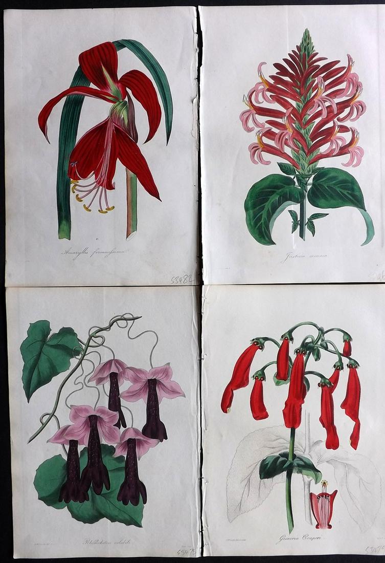 Paxton, Joseph 1830's Lot of 4 HCol Botanical Prints (1 of 2)