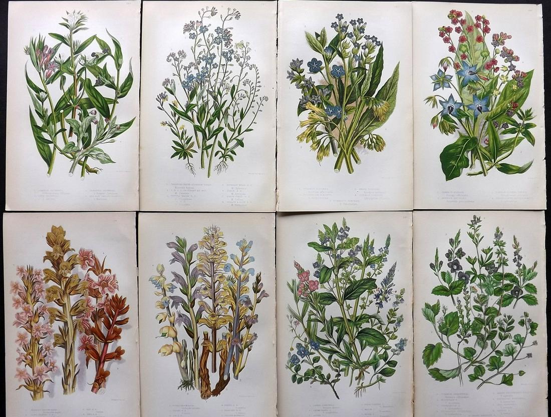 Pratt, Anne 1855 Lot of 8 Antique Botanical Prints: Color Printed Woodblocks Published 1855, London for "The Flowering Plants and Ferns of Great Britain" First Edition by Anne Pratt. Paper Size: 9 x 5.5 inch (23 x 14cm) Good Condition