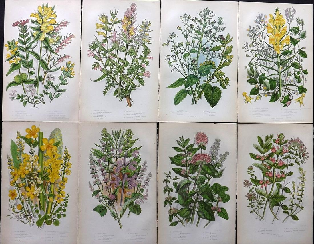 Pratt, Anne 1855 Lot of 8 Antique Botanical Prints: Color Printed Woodblocks Published 1855, London for "The Flowering Plants and Ferns of Great Britain" First Edition by Anne Pratt. Paper Size: 9 x 5.5 inch (23 x 14cm) Good Condition