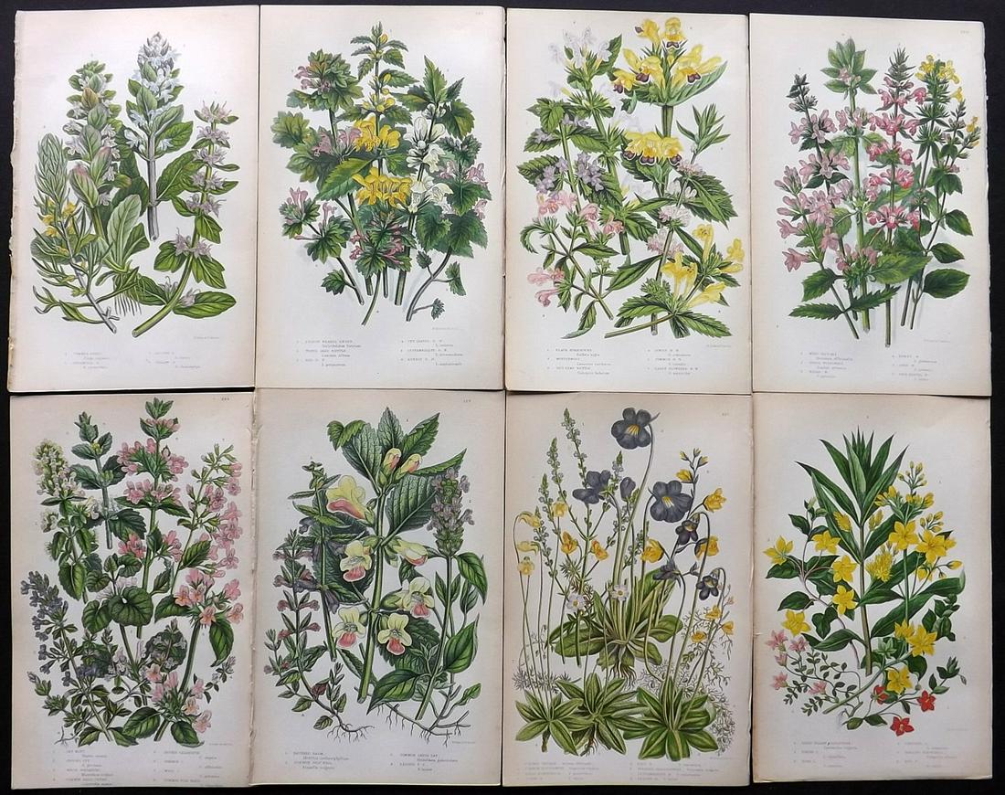 Pratt, Anne 1855 Lot of 8 Antique Botanical Prints: Color Printed Woodblocks Published 1855, London for "The Flowering Plants and Ferns of Great Britain" First Edition by Anne Pratt. Paper Size: 9 x 5.5 inch (23 x 14cm) Good Condition
