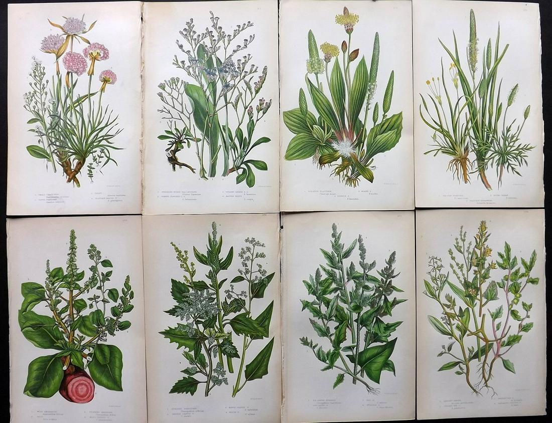Pratt, Anne 1855 Lot of 8 Antique Botanical Prints: Color Printed Woodblocks Published 1855, London for "The Flowering Plants and Ferns of Great Britain" First Edition by Anne Pratt. Paper Size: 9 x 5.5 inch (23 x 14cm) Good Condition
