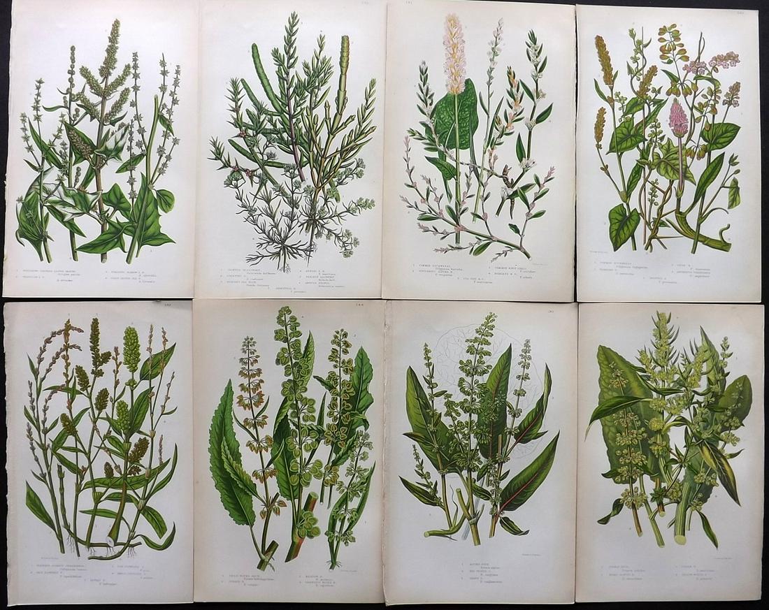 Pratt, Anne 1855 Lot of 8 Antique Botanical Prints: Color Printed Woodblocks Published 1855, London for "The Flowering Plants and Ferns of Great Britain" First Edition by Anne Pratt. Paper Size: 9 x 5.5 inch (23 x 14cm) Good Condition