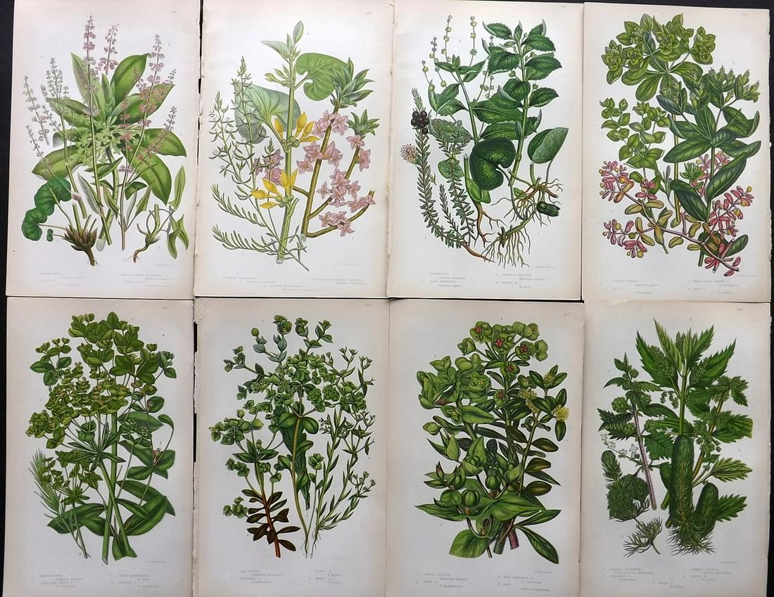 Pratt, Anne 1855 Lot of 8 Antique Botanical Prints: Color Printed Woodblocks Published 1855, London for "The Flowering Plants and Ferns of Great Britain" First Edition by Anne Pratt. Paper Size: 9 x 5.5 inch (23 x 14cm) Good Condition