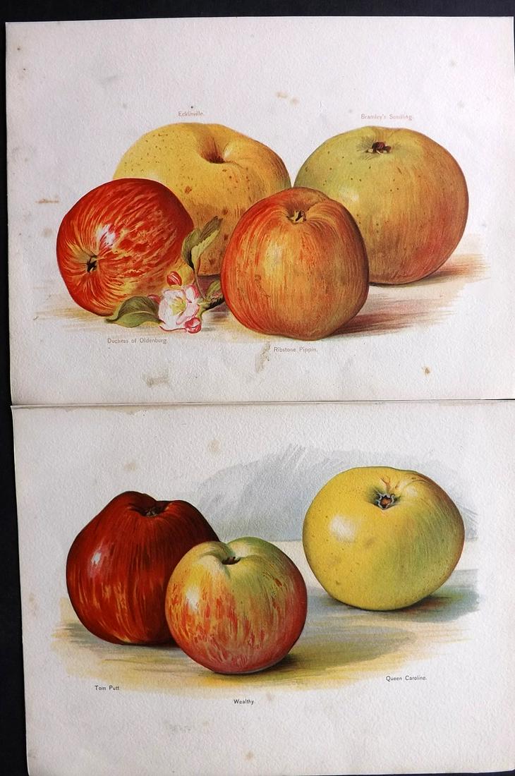 Wright, John 1890's Pair of Fruit Prints. First Edition: Chromolithographs Published 1890-4 by J.S. Virtue & Co, London for "The Fruit Growers Guide" First Edition by John Wright. Paper Size: 11 x 8.5 inch (28 x 22cm) Minor background toning, images fine