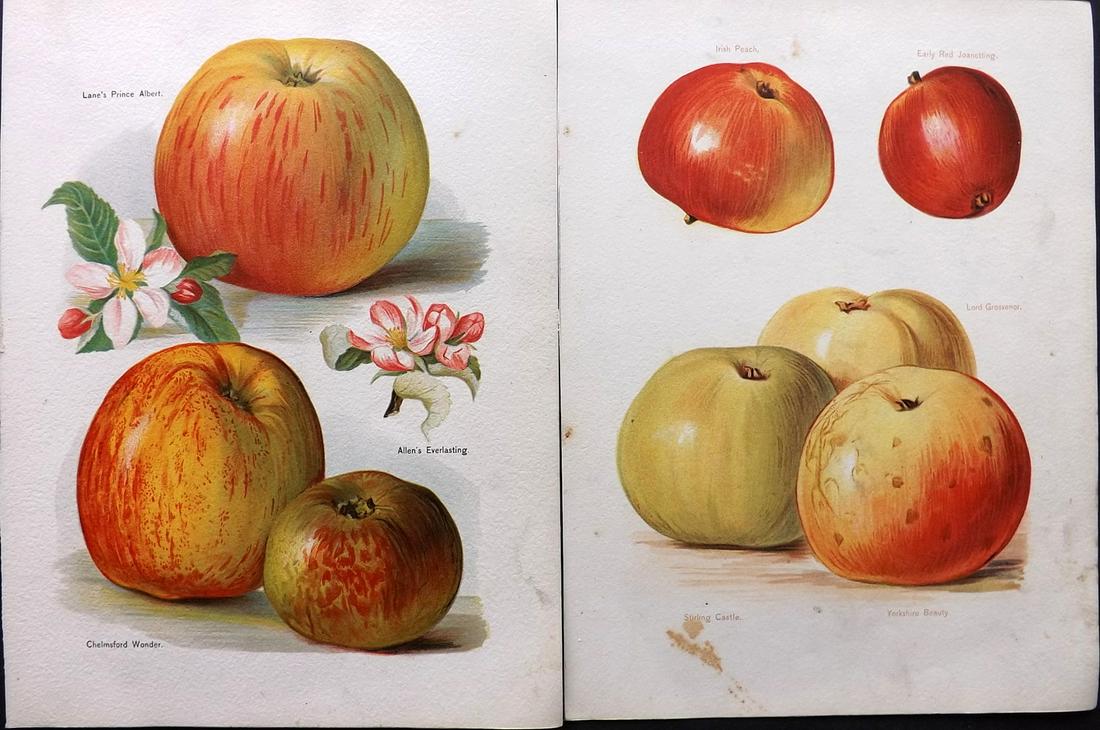 Wright, John 1890's Pair of Fruit Prints. First Edition: Chromolithographs Published 1890-4 by J.S. Virtue & Co, London for "The Fruit Growers Guide" First Edition by John Wright. Paper Size: 11 x 8.5 inch (28 x 22cm) Minor background toning, images fine