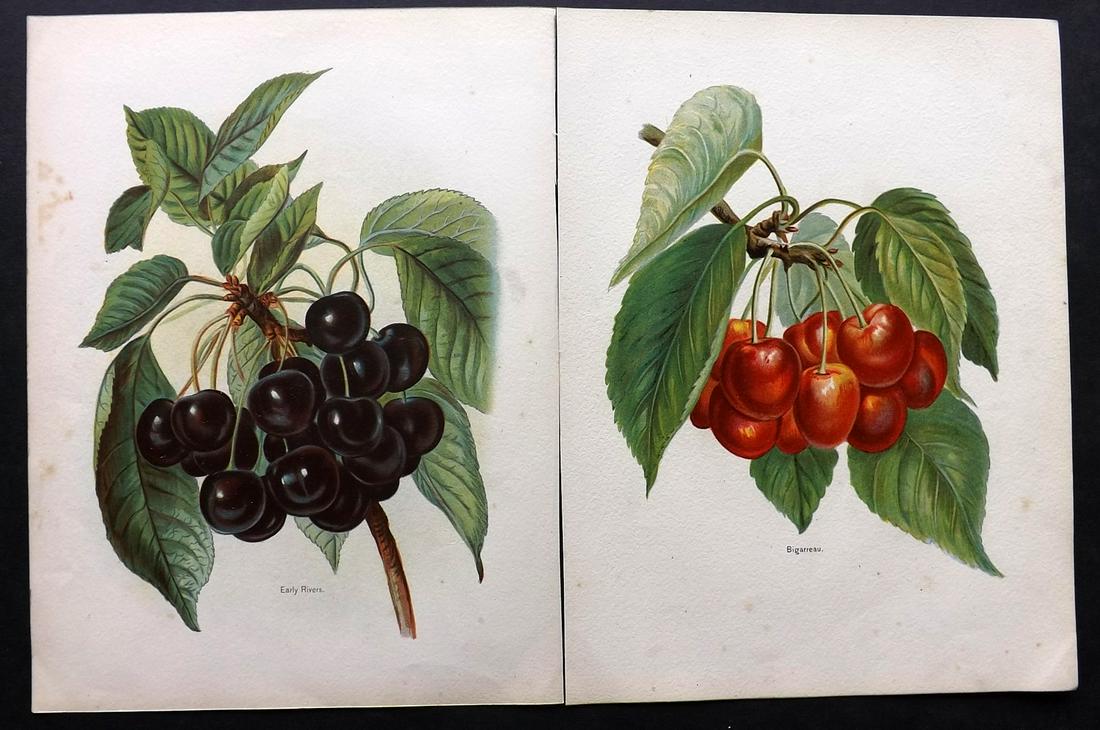 Wright, John 1890's Pair of Fruit Prints. First Edition (1 of 2)
