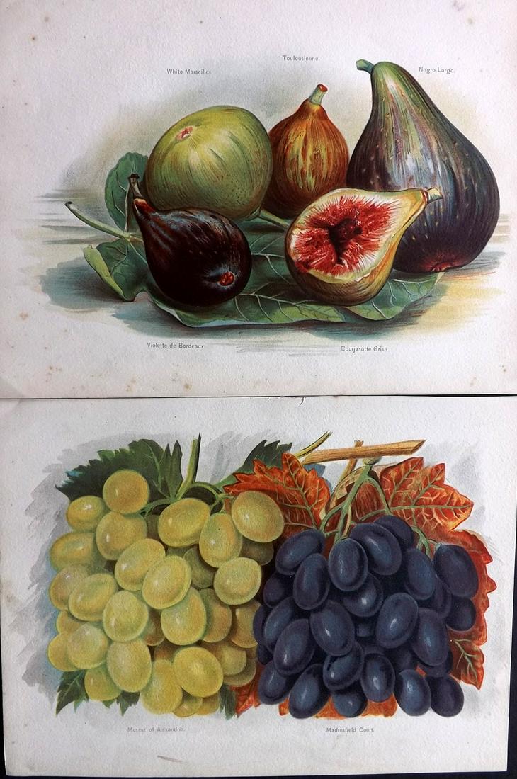 Wright, John 1890's Pair of Fruit Prints. First Edition: Chromolithographs Published 1890-4 by J.S. Virtue & Co, London for "The Fruit Growers Guide" First Edition by John Wright. Paper Size: 11 x 8.5 inch (28 x 22cm) Minor background toning, images fine